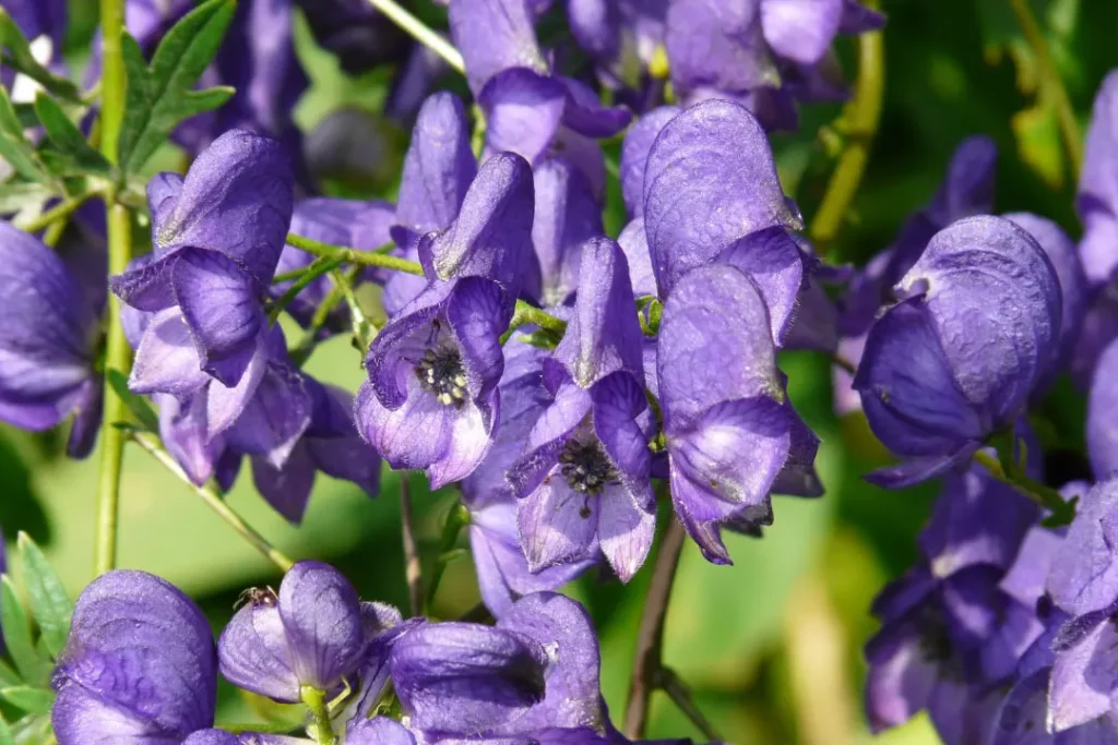 close up shot of Aconite