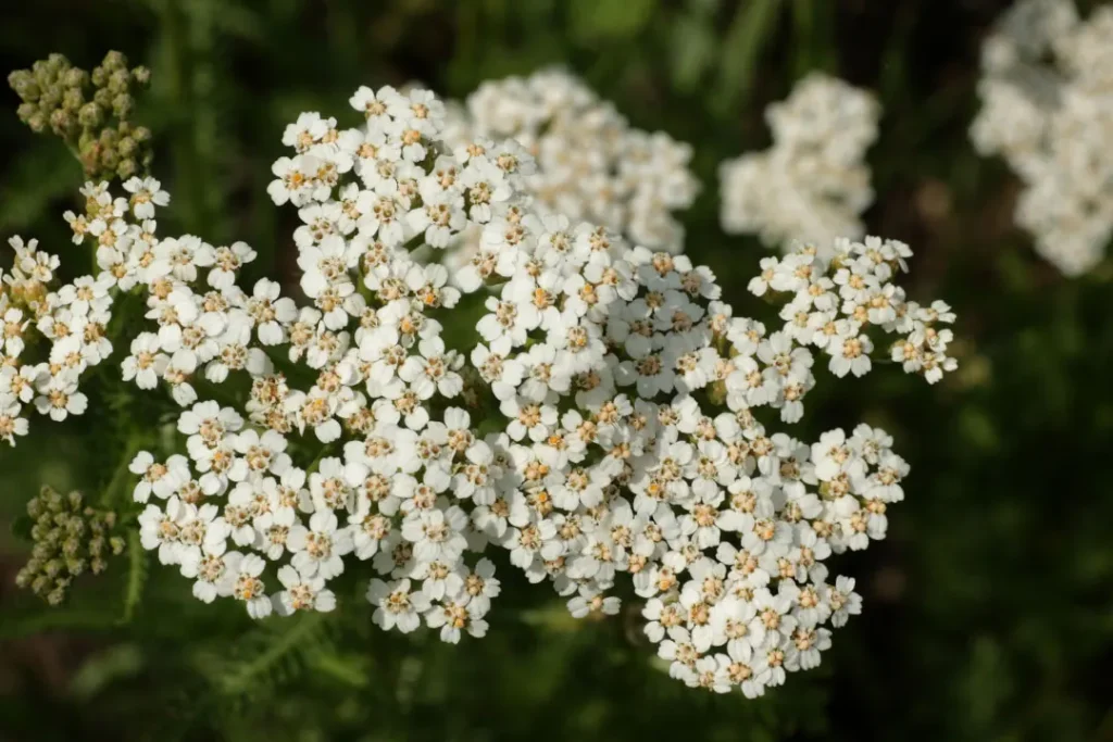 close up shot of Yarrow