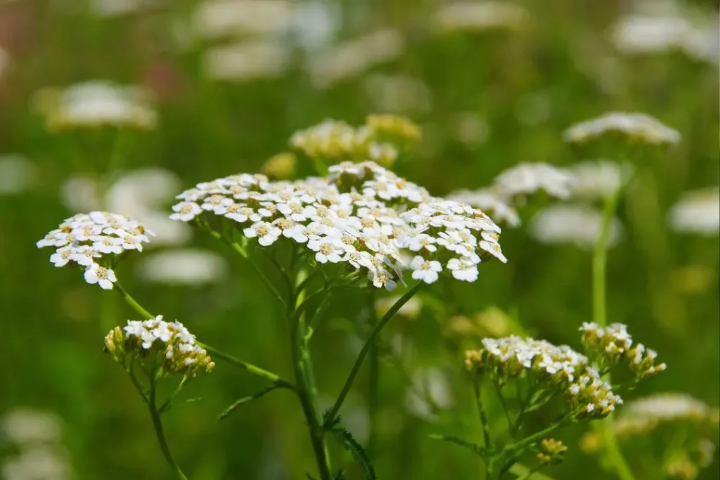 side  shot of Yarrow