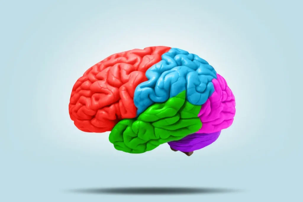 computer artwork of human brain