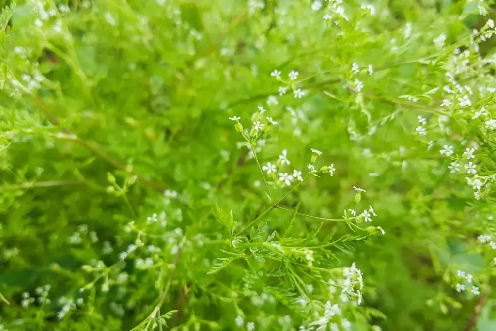 Chervil plant closeup.