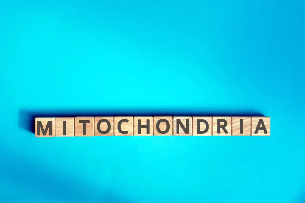 Mitochondria. 