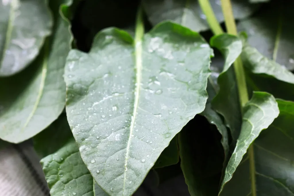 leaves of canaigre. 