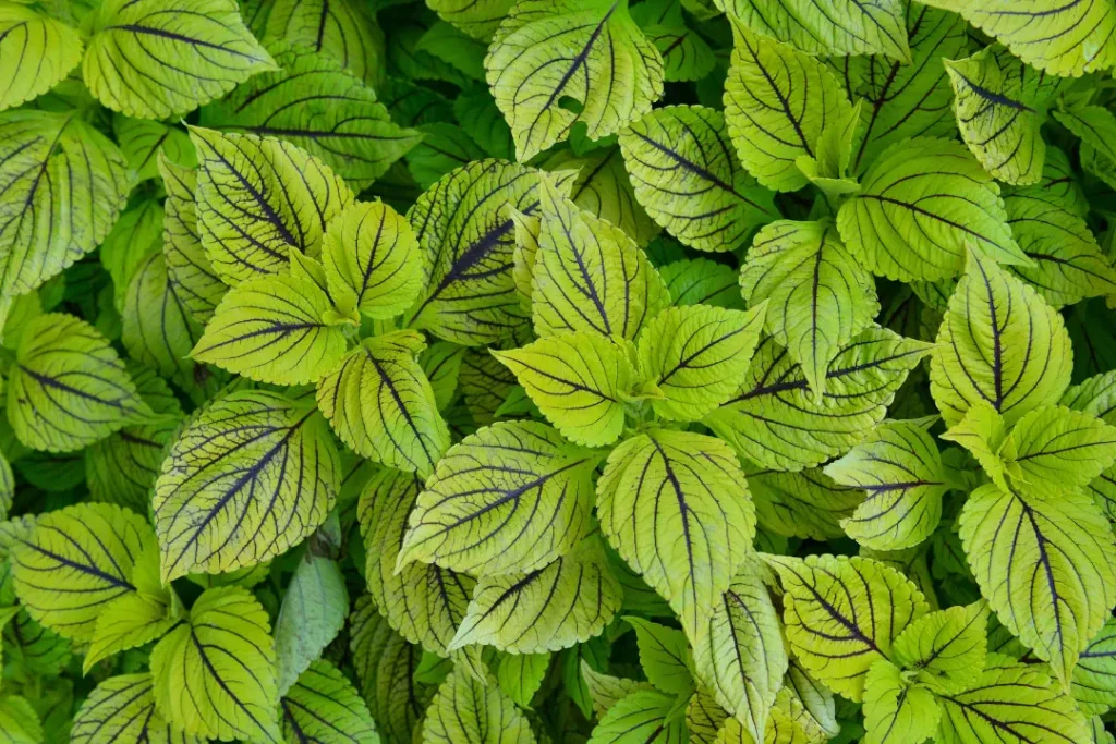 lime green coleus