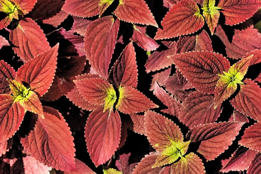 close up shot  coleus