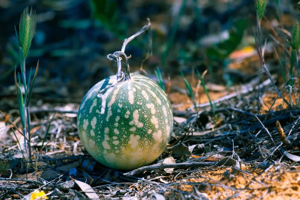 Colocynth watermelon growing in desert