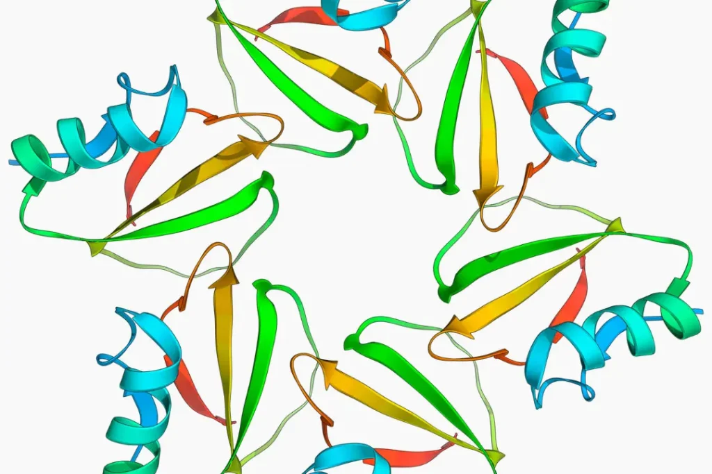 Chymotrypsin 3d model