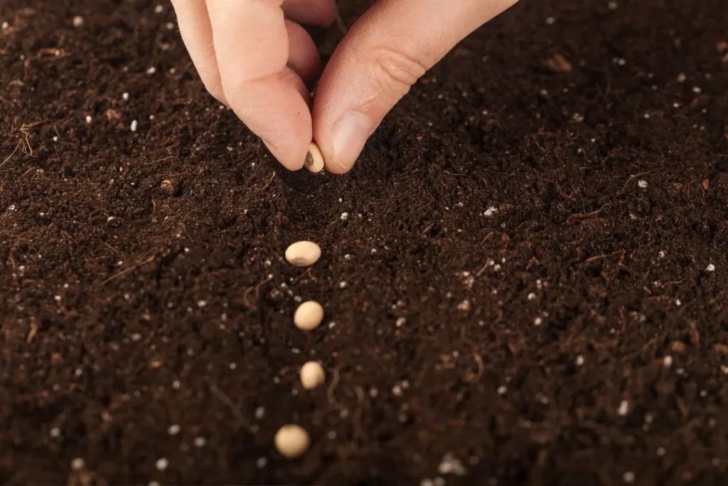 placing Croton Seeds on soil