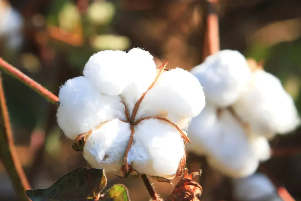 close up shot of Cotton boll