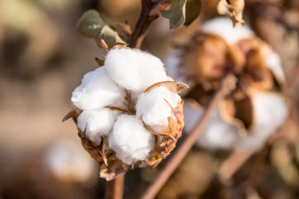 close up shot of Cotton boll