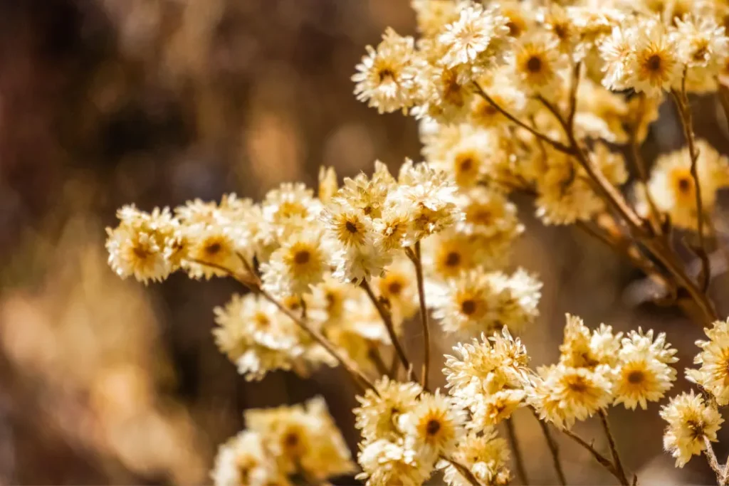 Cudweed dry flowers