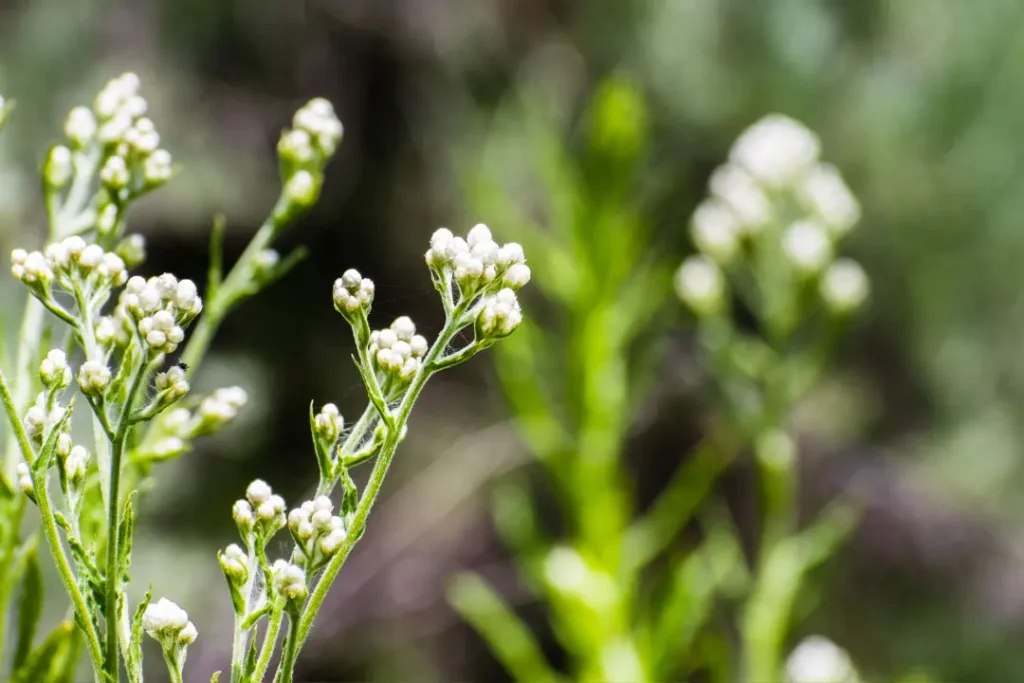 Cudweed 