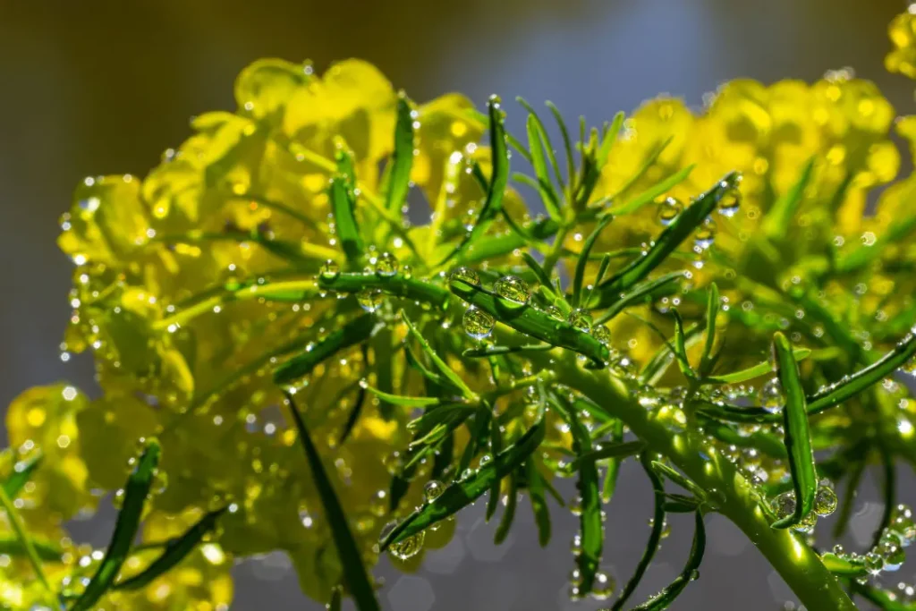 close up of cypress spurge