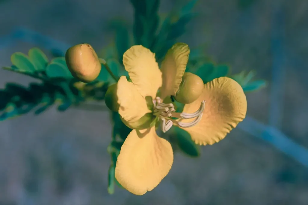 cassia auriculata flower shot