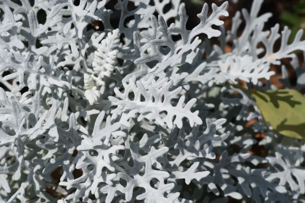 dusty miller plant