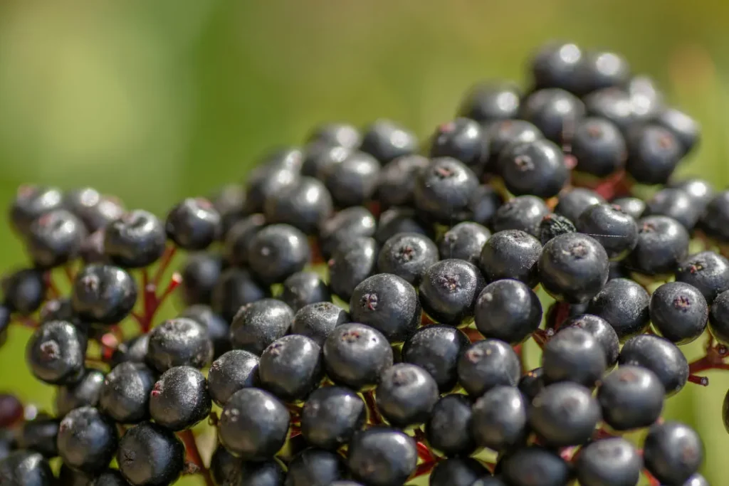 Dwarf Elder fruits