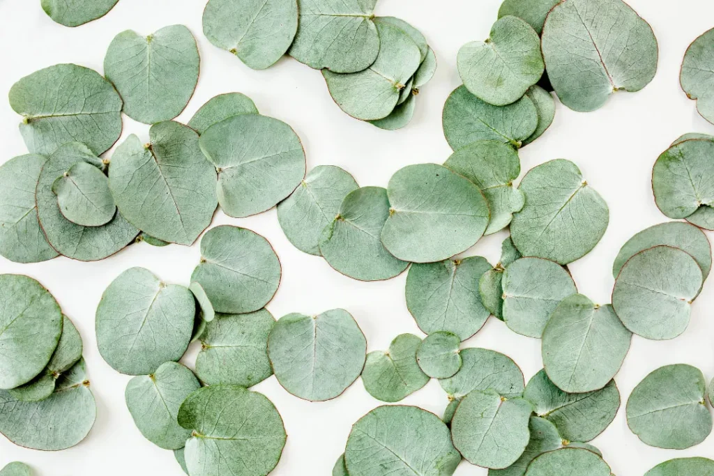 eucalyptus leaves on white background