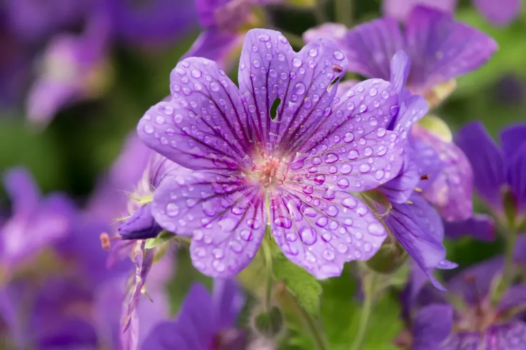 geranium plants 
Dimethylamylamine