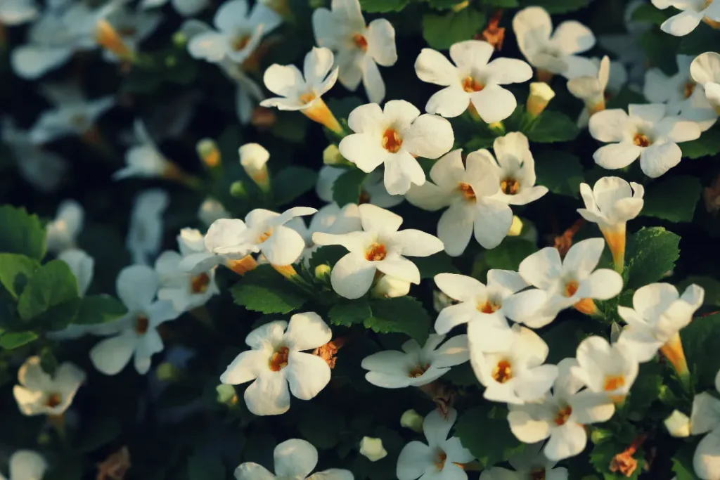 Bacopa monnieri flowers. 