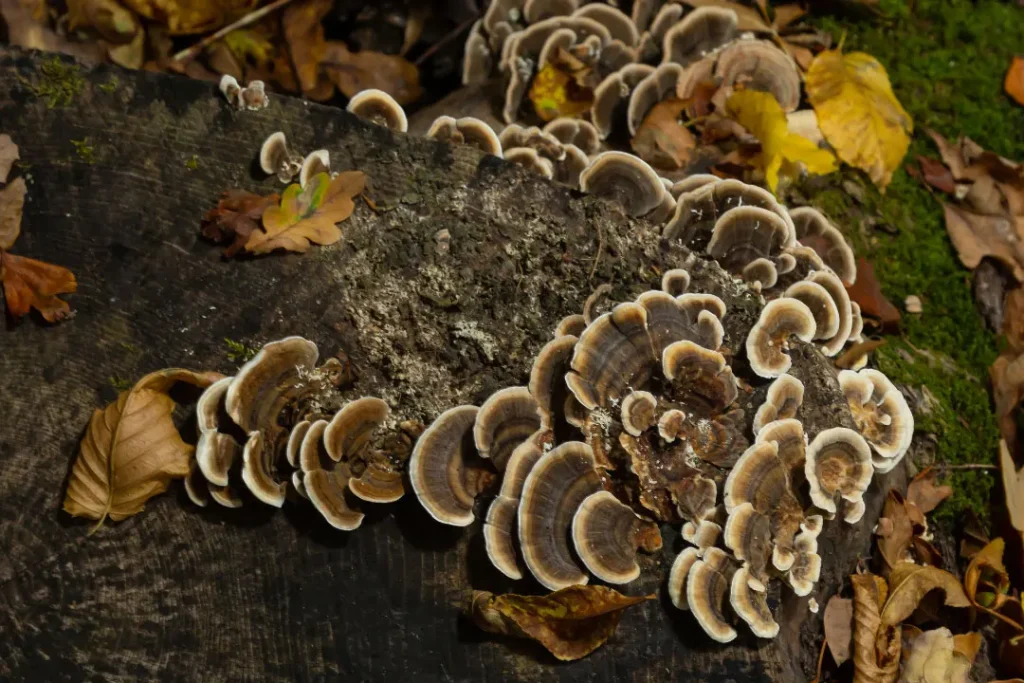 Coriolus Mushroom.