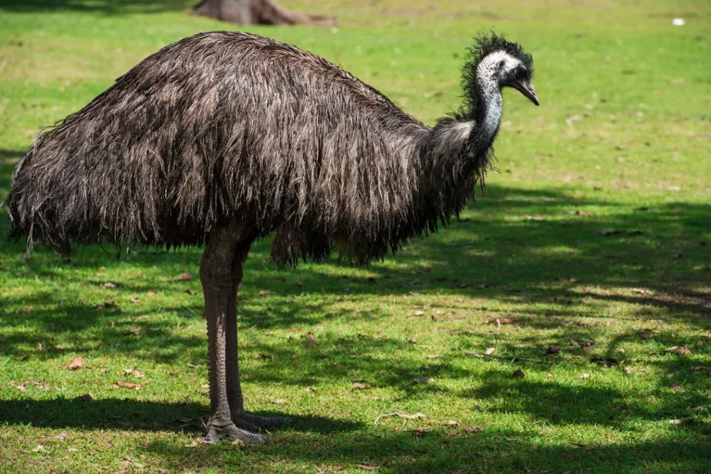 Emu. 