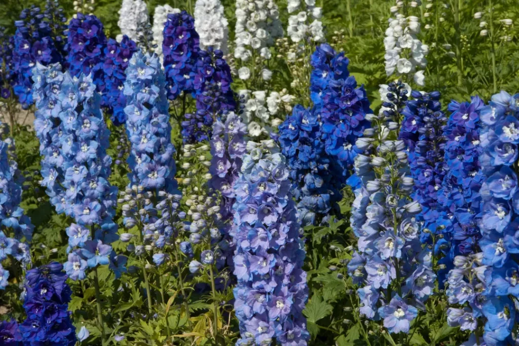 delphinium flowers