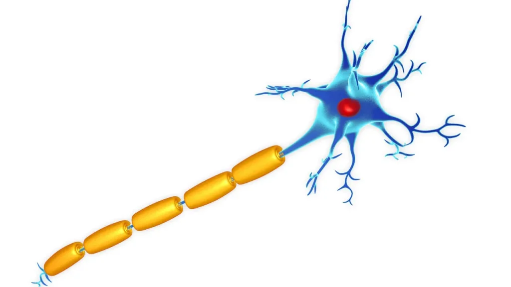 Healthy neuron. 