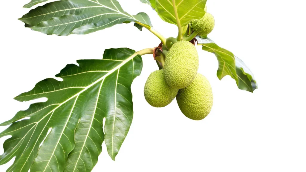 Breadfruit.