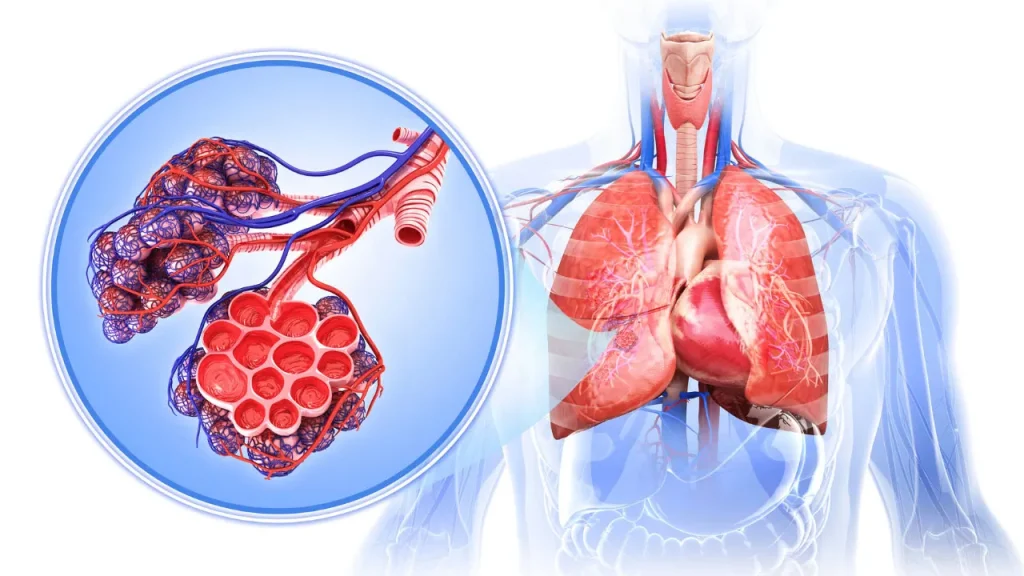 Healthy respiratory system. 