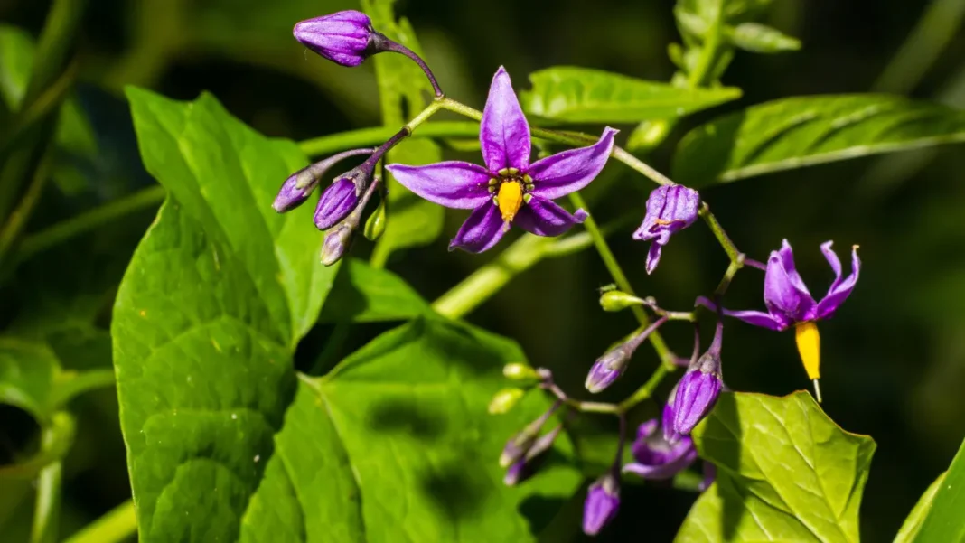 Bittersweet Nightshade.