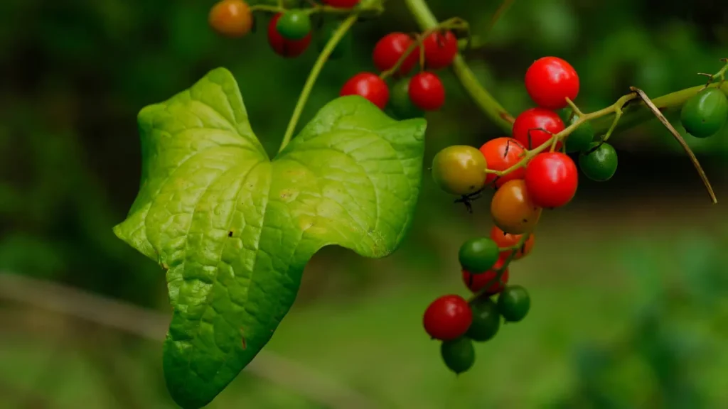 BLACK BRYONY.