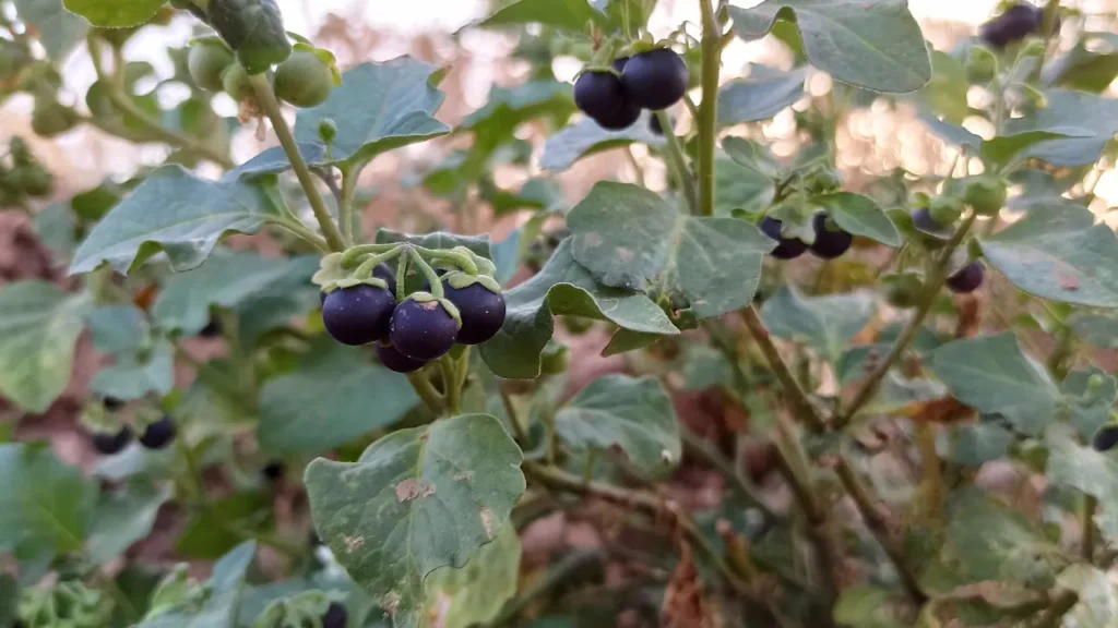 Black Nightshade Plant. 