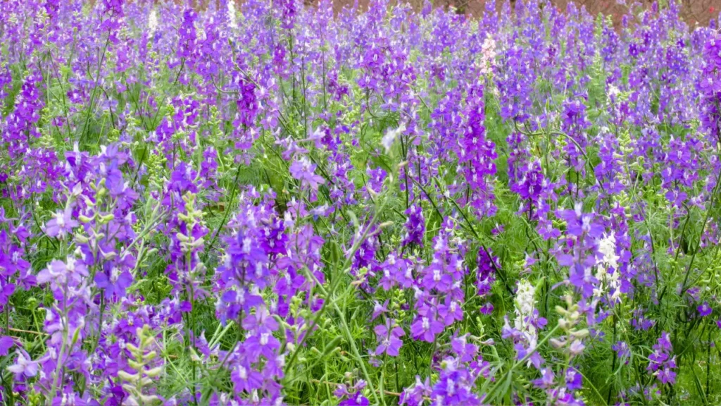 BAIKAL SKULLCAP.