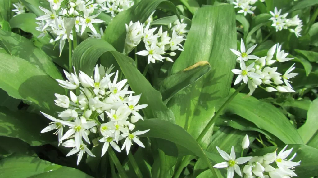 Bear's Garlic.