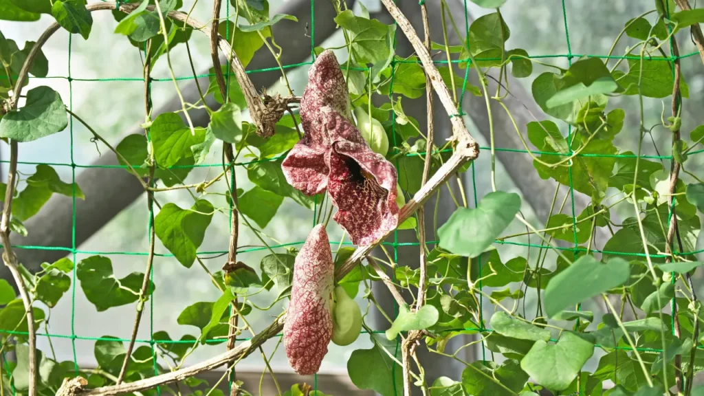 Aristolochia is used in herbal medicine. 