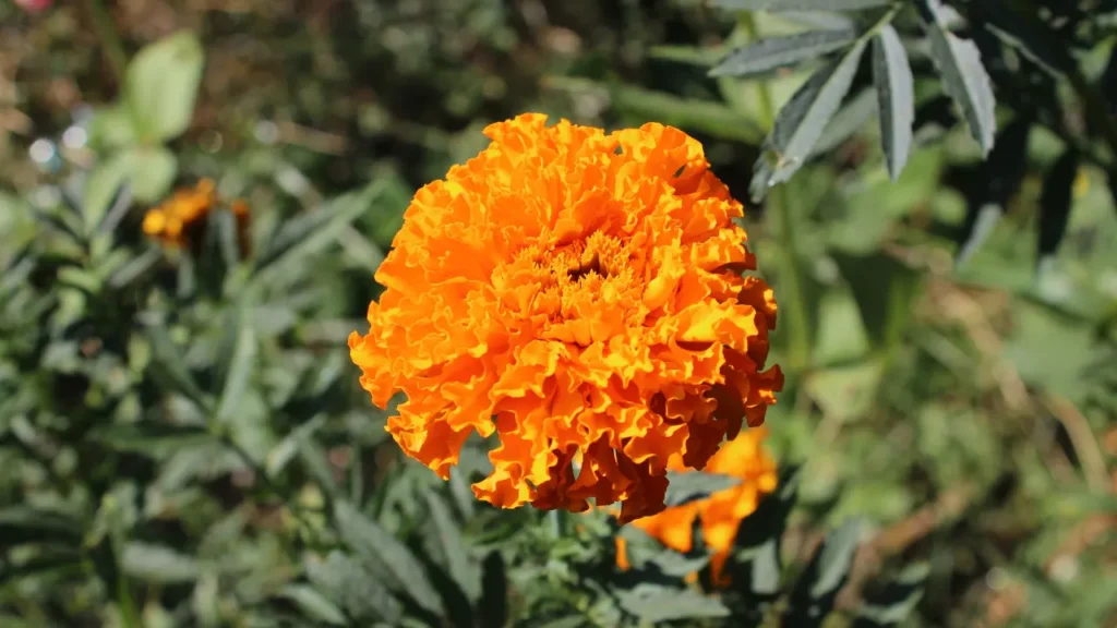 Tagetes.