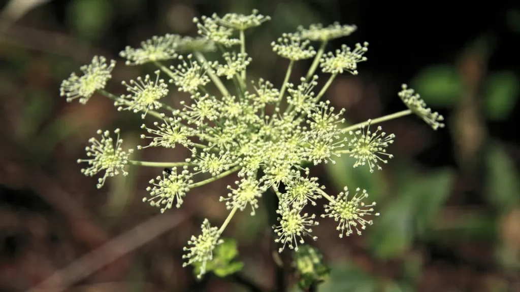 ANGELICA.