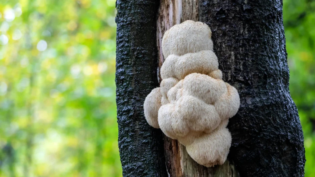 Lion's mane mushroom for cognitive Health