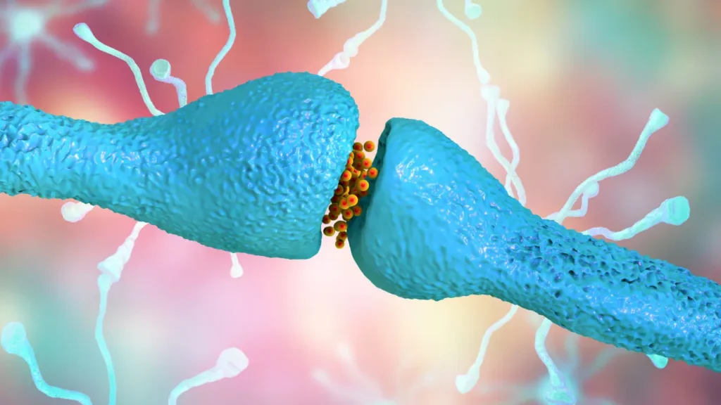 Neurotransmitter Function. 