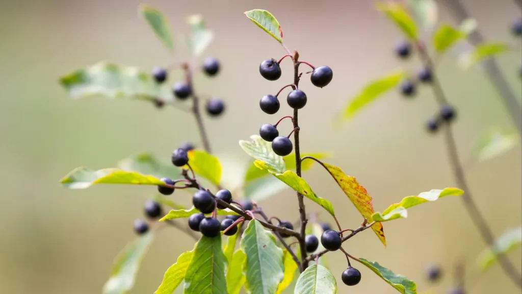 Alder Buckthorn.