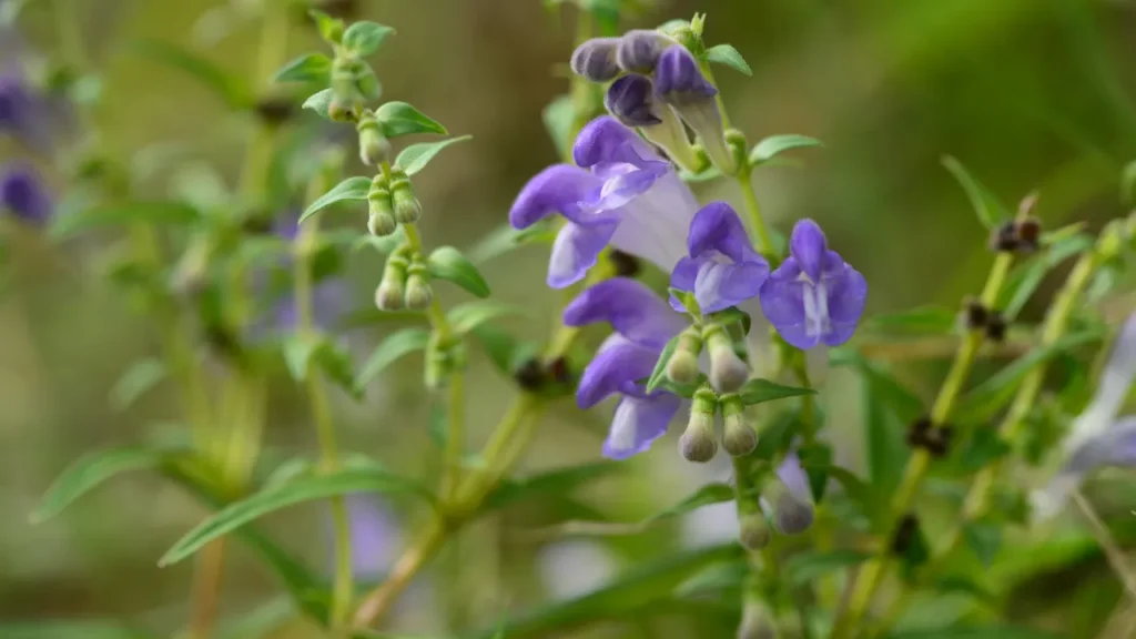 Skullcap.