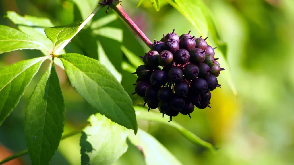 Siberian Ginseng.