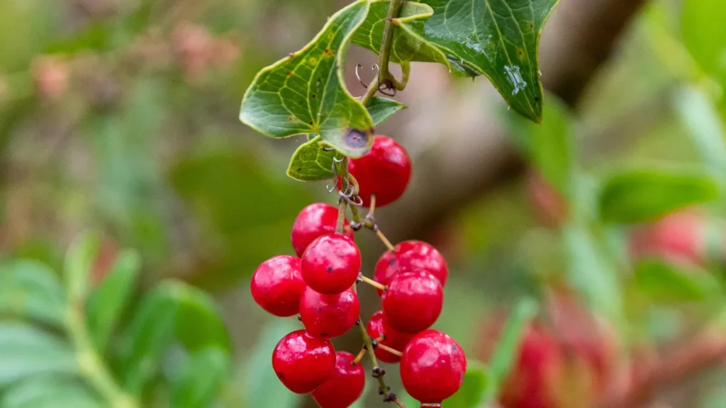 Sarsaparilla.