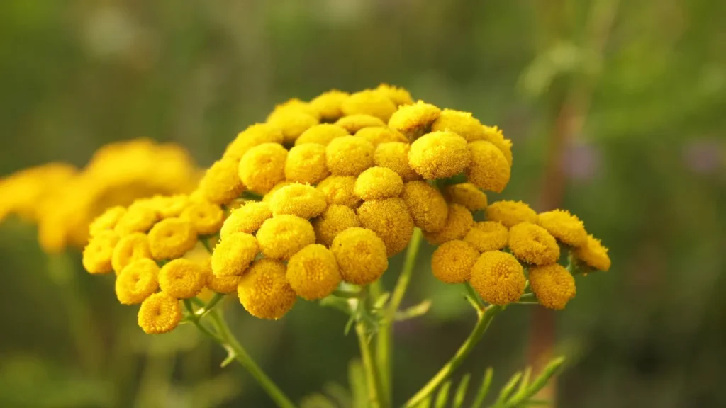 Tansy.