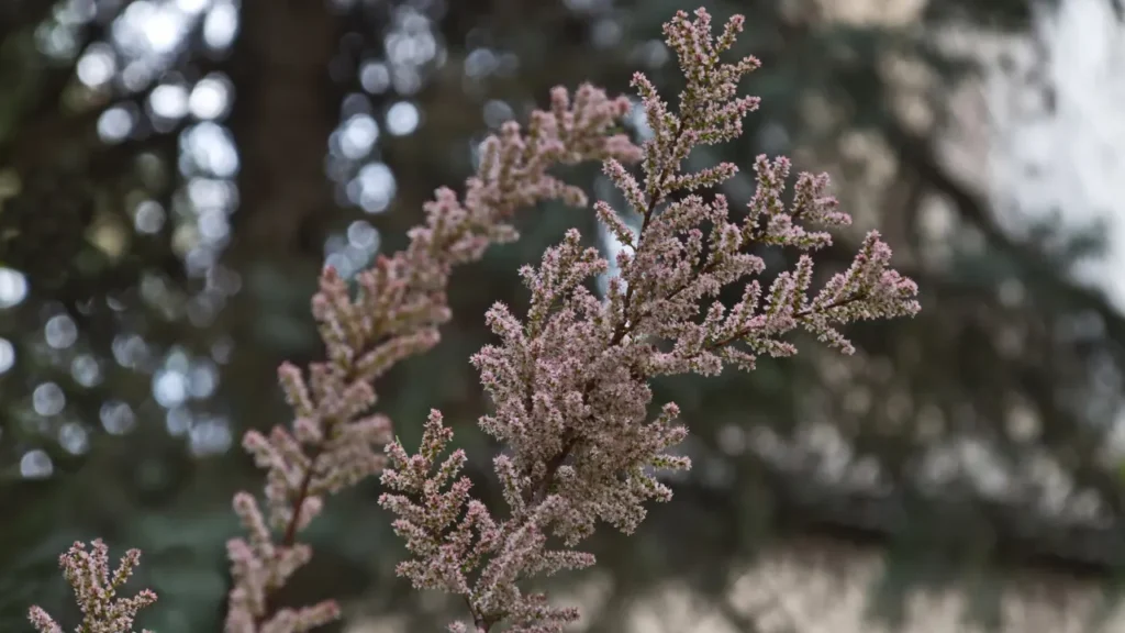 Tamarix dioica.