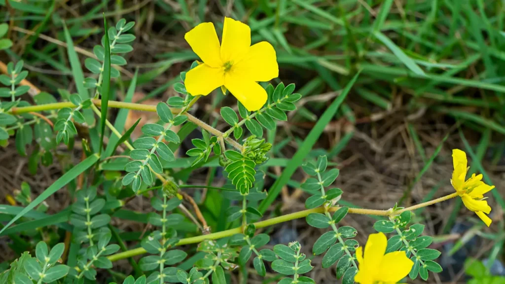 Tribulus Terrestris.