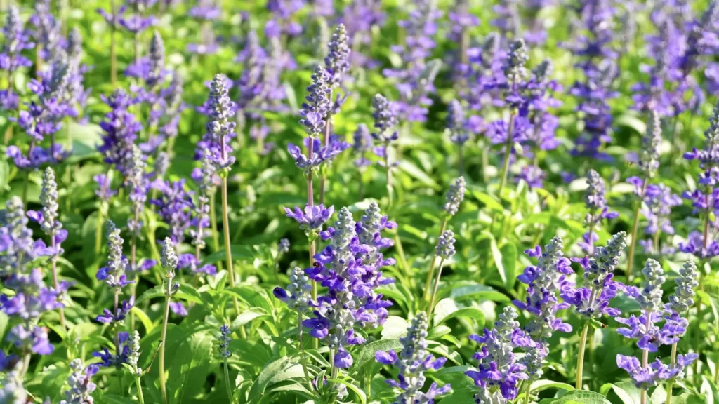 Salvia Divinorum.