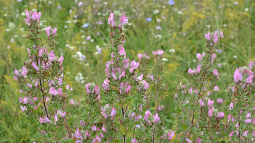 Spiny Restharrow.