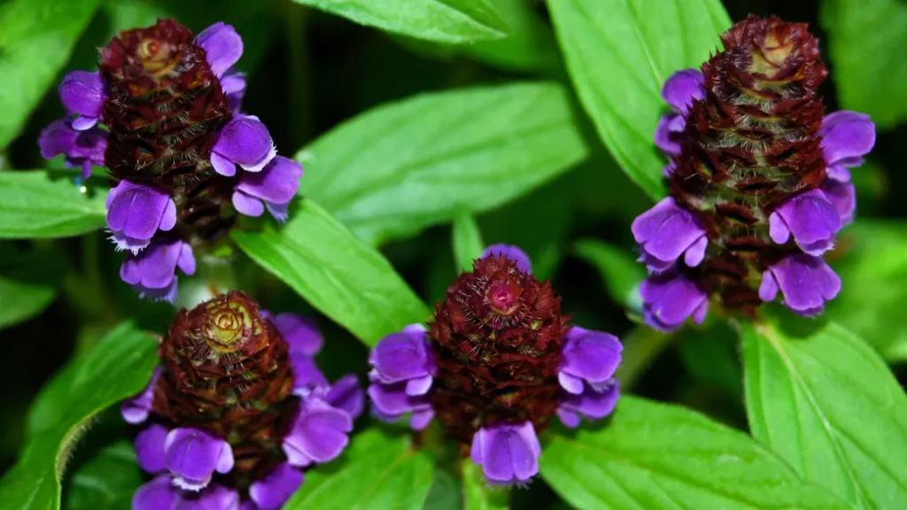 Self-Heal.