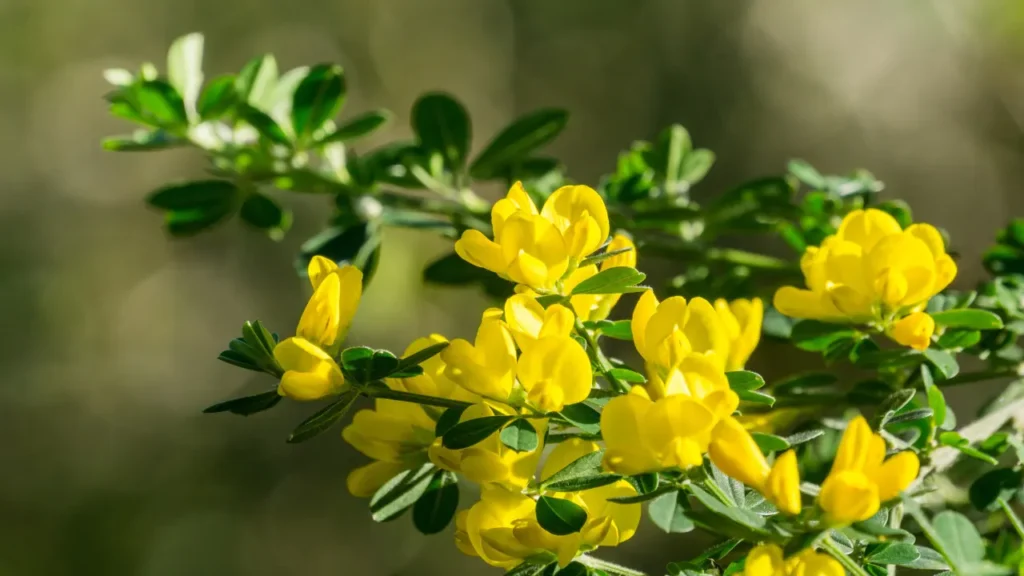 Scotch Broom.